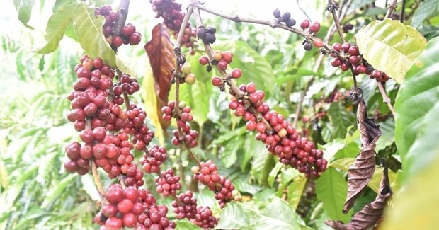 ukvfta gives boost to vietnam s coffee exports to uk picture 1
