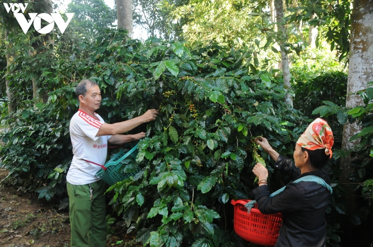 giai phap nang cao nang suat, chat luong 5.000 ha ca phe o tp son la hinh anh 2