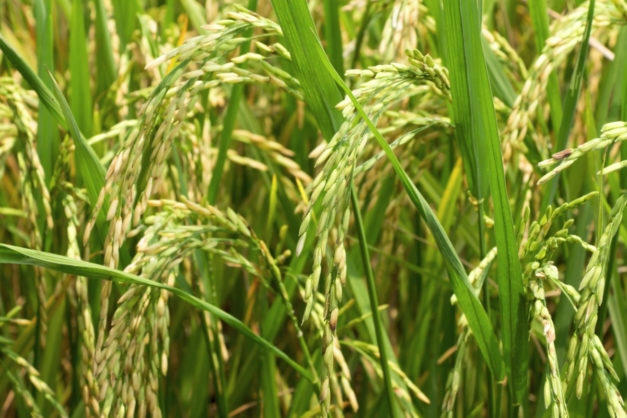 vietnam-japan joint venture to expand rice cultivation for exports to europe picture 1