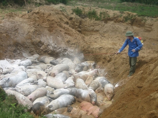 vietnam forced to cull thousands of pigs due to african swine fever picture 1