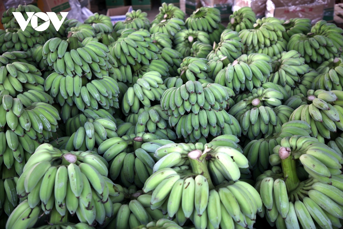 ample room for vietnamese banana exports in japanese market picture 1