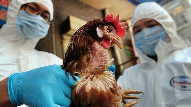 first vietnam case of human avian influenza a h5 virus after eight years picture 1