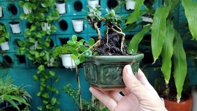 Bonsai tí hon giá đắt đỏ, có cây lên tới cả trăm triệu đồng