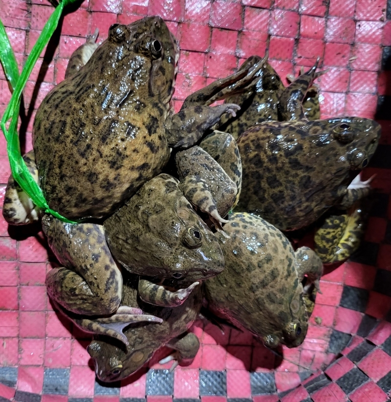 Mô hình nuôi ếch trong bể xi măng  Báo Dân tộc và Phát triển