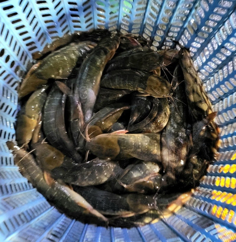 nửa đêm khám phá chợ cá đồng mùa nước nổi ở miền tây hình ảnh 9 nua dem kham pha cho ca dong mua nuoc noi o mien tay hinh anh 9
