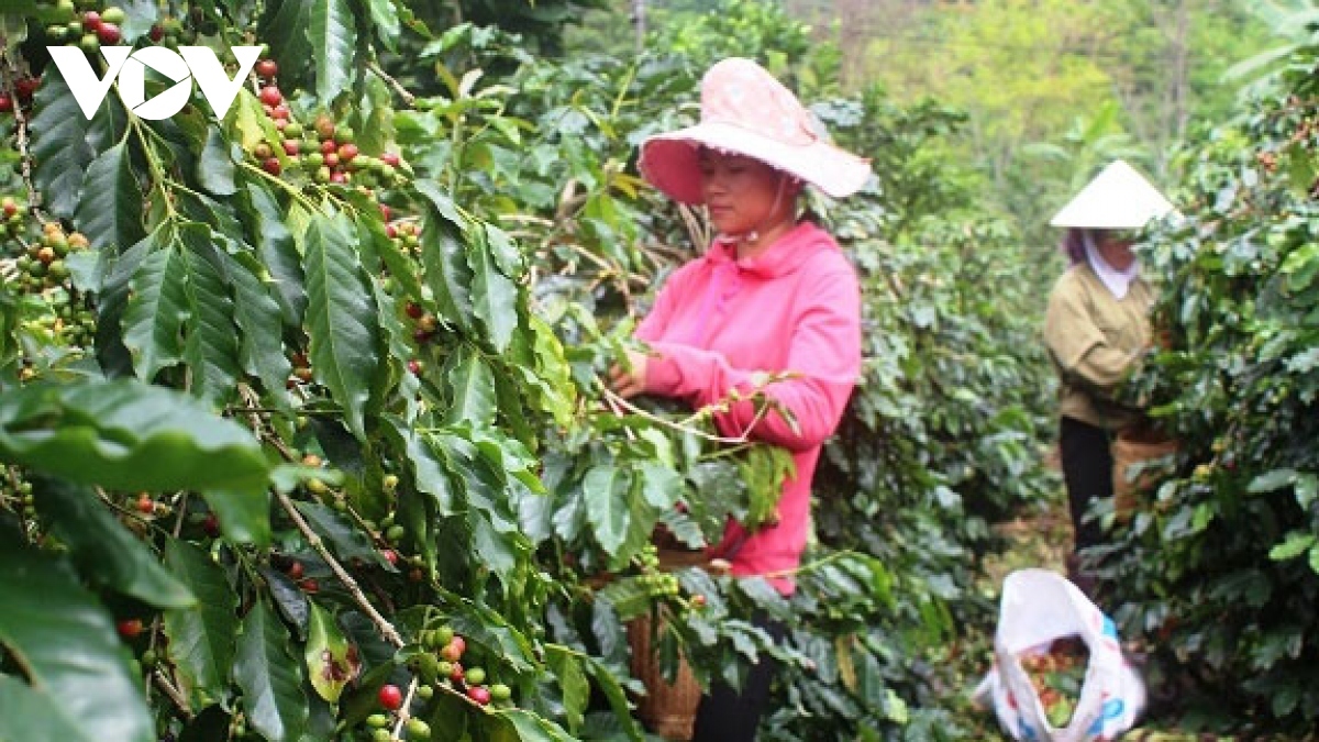 climate change impact on vietnamese coffee growers highlighted in german newspaper picture 1