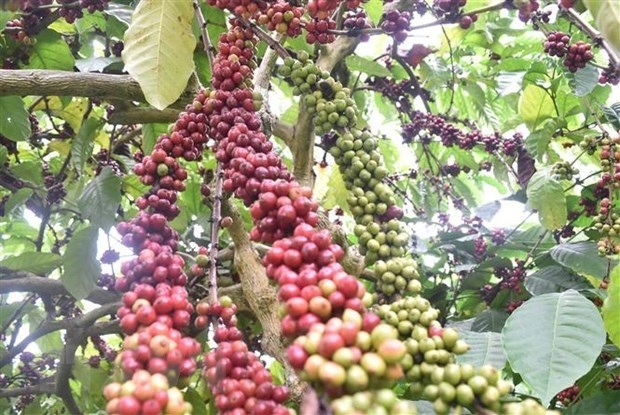 vietnam becomes third largest coffee supplier to us picture 1