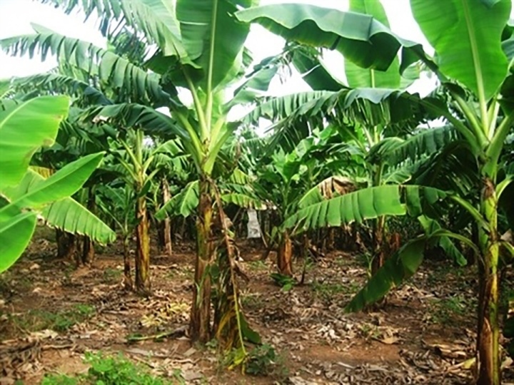 Thi thể cụ bà chôn trong vườn chuối ở Thái Bình: Không có tác động ngoại lực