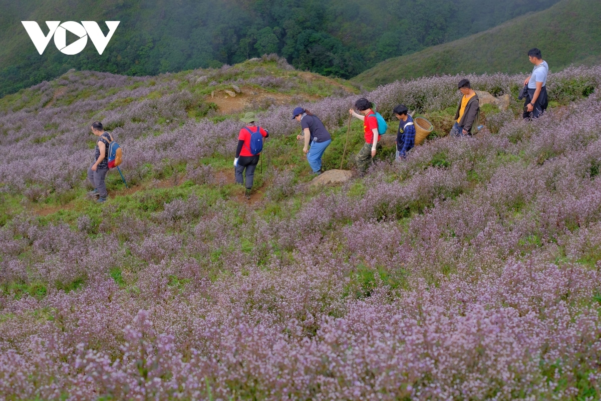 stunning beauty of violet flowers leading to ta chi nhu peak picture 11