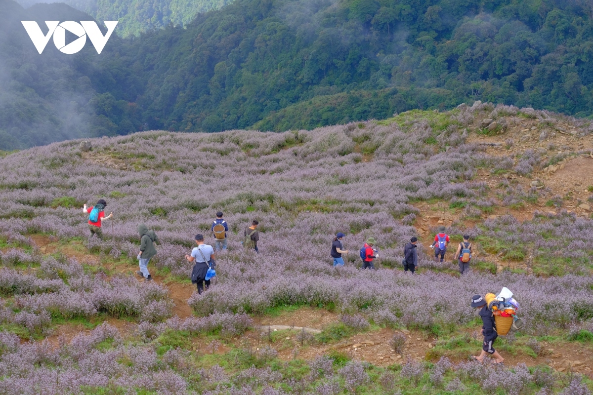 stunning beauty of violet flowers leading to ta chi nhu peak picture 12