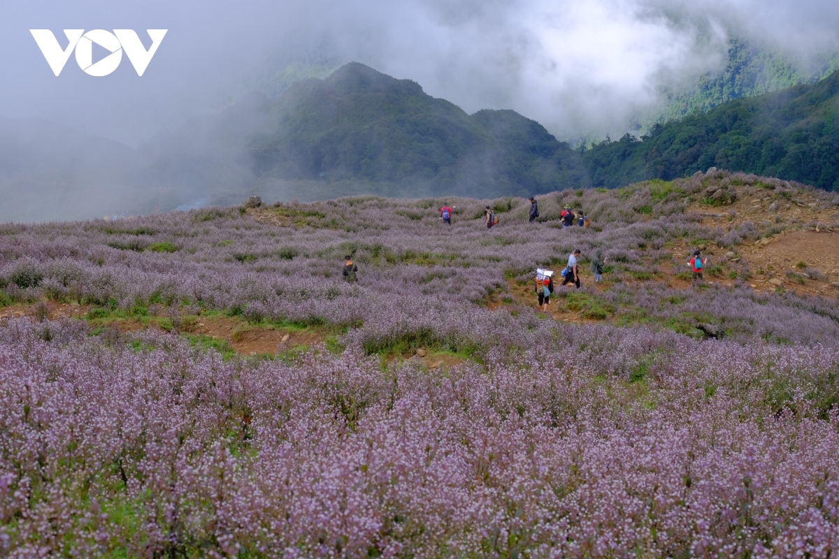 stunning beauty of violet flowers leading to ta chi nhu peak picture 2