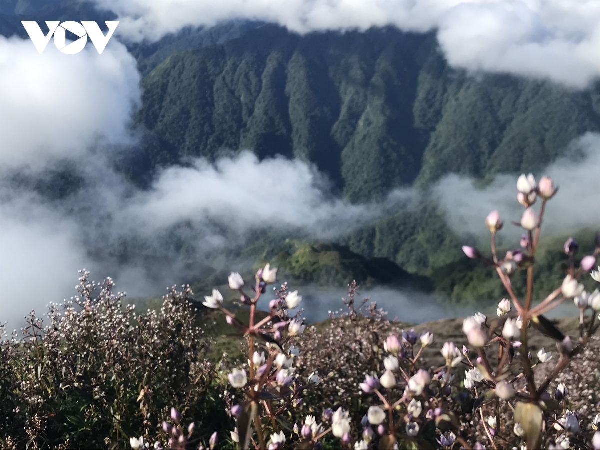 stunning beauty of violet flowers leading to ta chi nhu peak picture 6