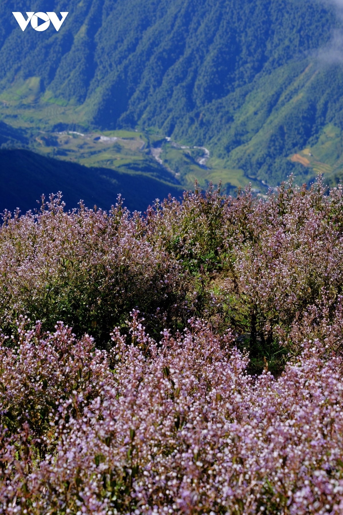 stunning beauty of violet flowers leading to ta chi nhu peak picture 7