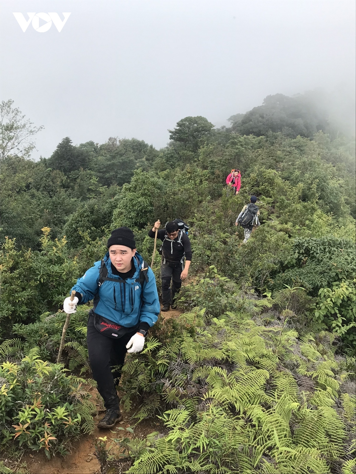 stunning beauty of violet flowers leading to ta chi nhu peak picture 9