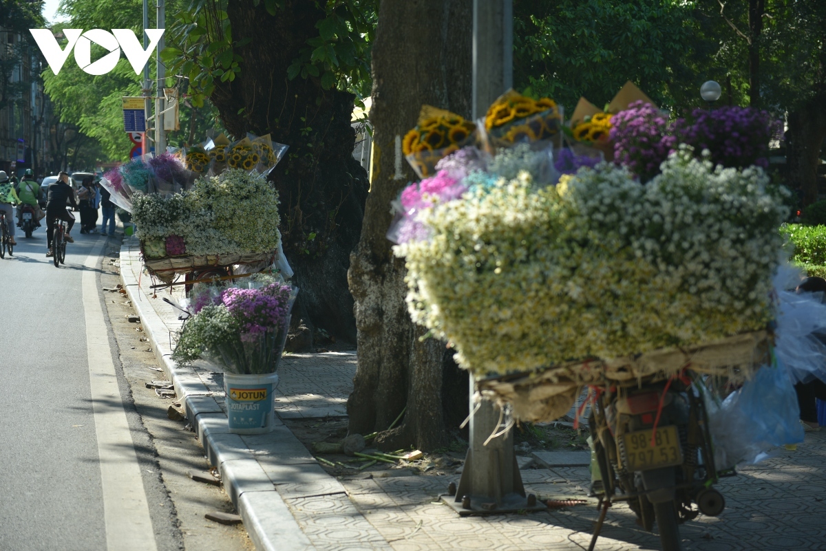 admiring beauty of forget-me-not flowers on streets of hanoi picture 10