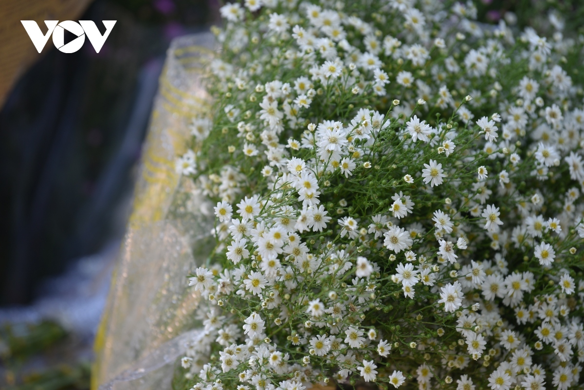 admiring beauty of forget-me-not flowers on streets of hanoi picture 5