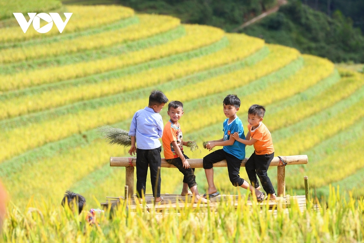 stunning beauty of mu cang chai terraced fields in ripening rice season picture 14