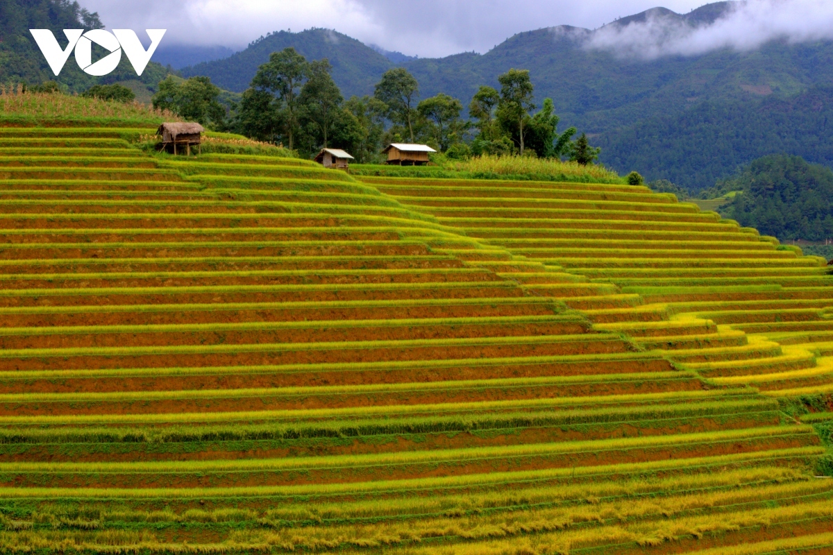 stunning beauty of mu cang chai terraced fields in ripening rice season picture 3