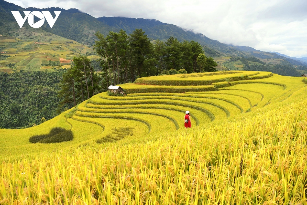stunning beauty of mu cang chai terraced fields in ripening rice season picture 8