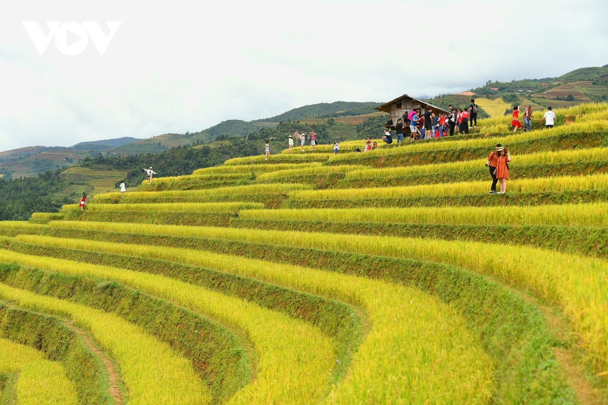 stunning beauty of mu cang chai terraced fields in ripening rice season picture 9