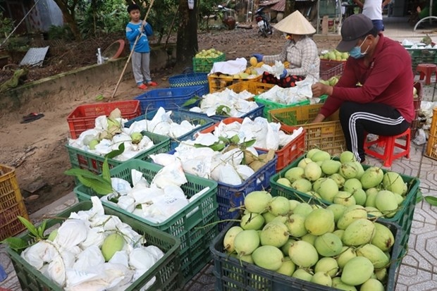 planting area codes key for vietnam s farm produce exports picture 1