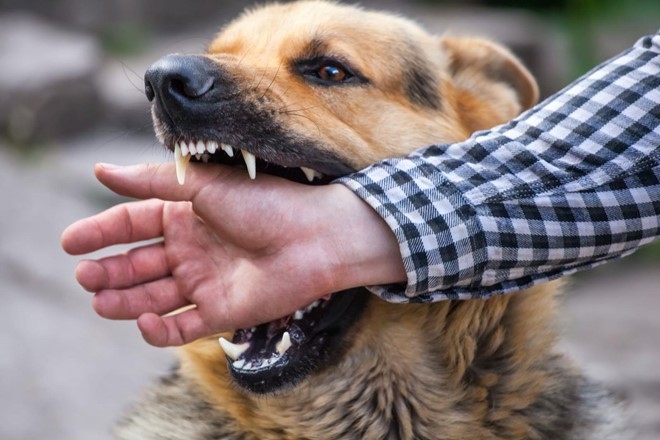 Hanoi warns of risk of rabies outbreak