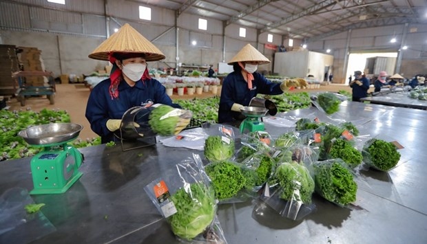 da lat vegetables exported to singapore, rok picture 1