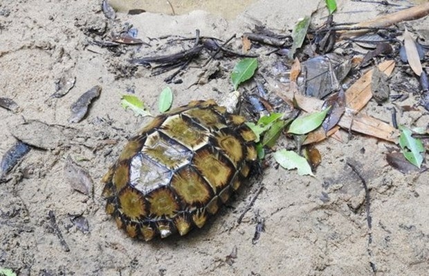 more turtle species found in khanh hoa picture 1