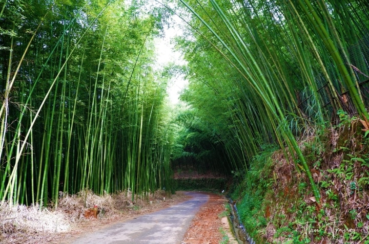 Khám phá với hơn 106 hình ảnh rừng cây đẹp hay nhất - thtantai2.edu.vn