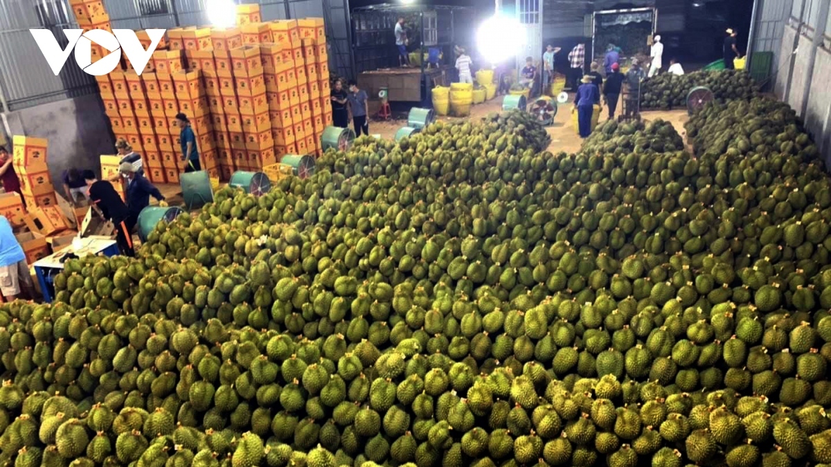vietnamese farm products gain foothold in major overseas markets picture 2