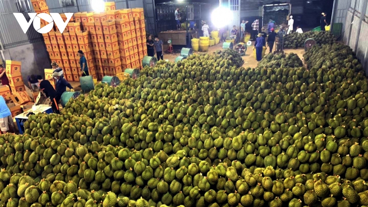 vietnamese farm products gain foothold in major overseas markets picture 2 vietnamese farm products gain foothold in major overseas markets picture 2