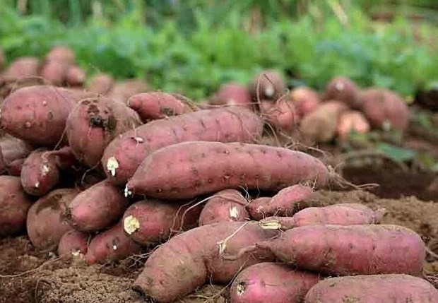 sweet potato to be officially exported to china picture 1