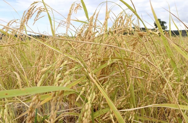 australia and vietnam partner to develop new rice breed to tackle climate change picture 1