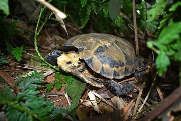 endangered turtles, tortoises found in thanh hoa nature reserve picture 1