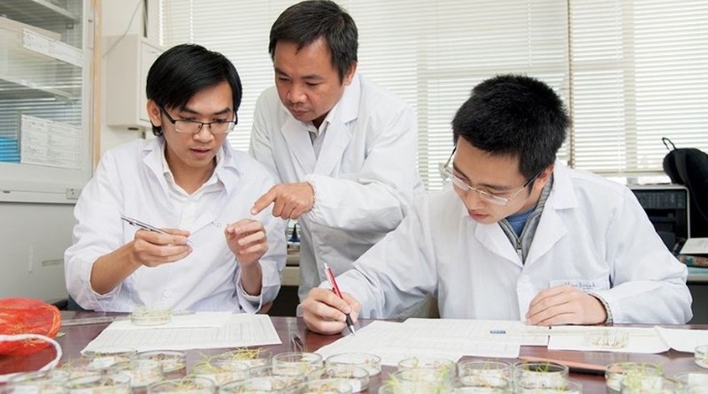 vietnamese scientists discover anti-blood cancer agent from rice picture 1