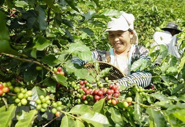 vietnamese, german coffee firms advised to fully tap evfta picture 1
