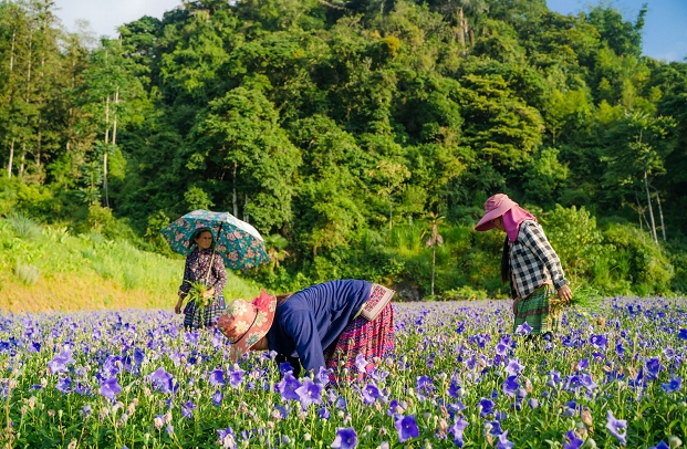 nam duoc co vung trong duoc lieu chuan, nang tam thuong hieu quoc gia hinh anh 5