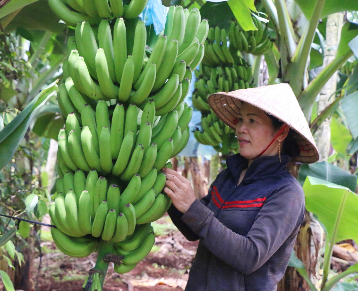 vietnam officially exports fresh bananas to china picture 1