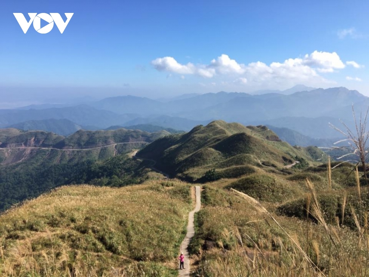 paragliding over golden rice terrace fields in northern vietnam picture 8