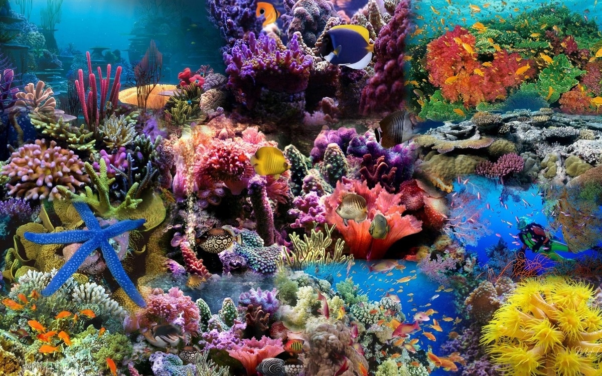 Google sử dụng AI theo dõi sức khỏe của các rạn san hô