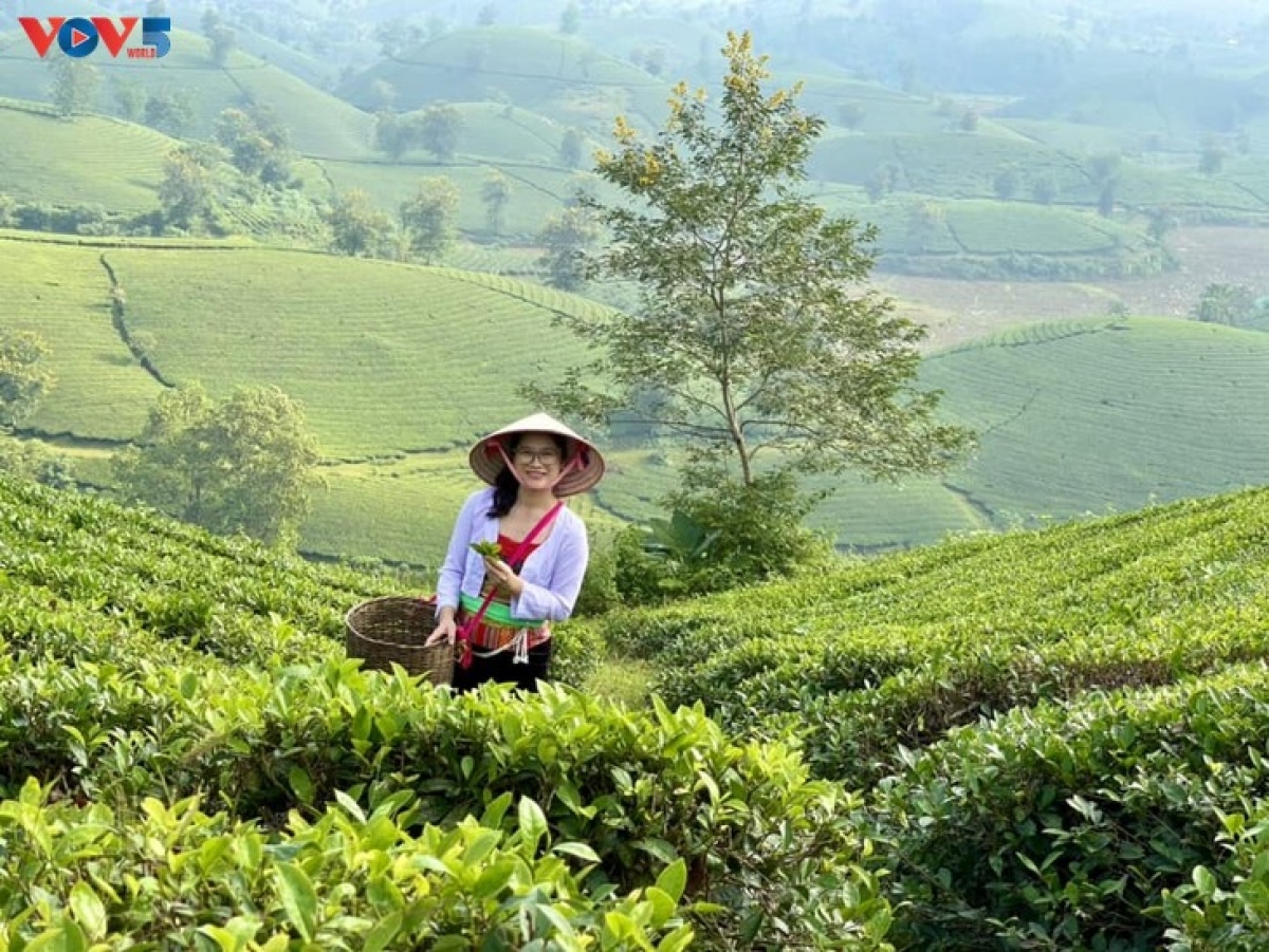mysterious landscape of long coc tea hill amid seasonal changes picture 10