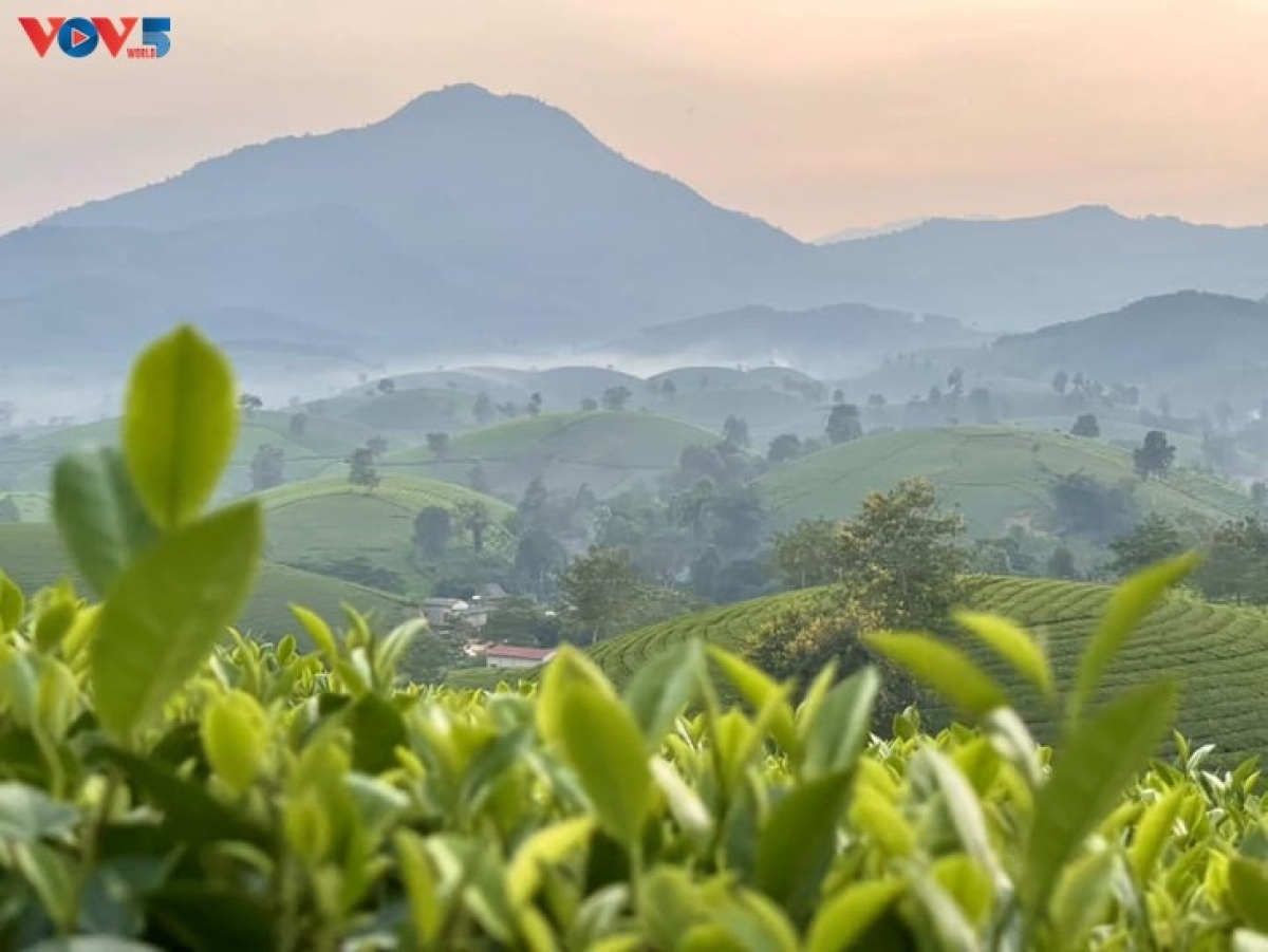 mysterious landscape of long coc tea hill amid seasonal changes picture 2