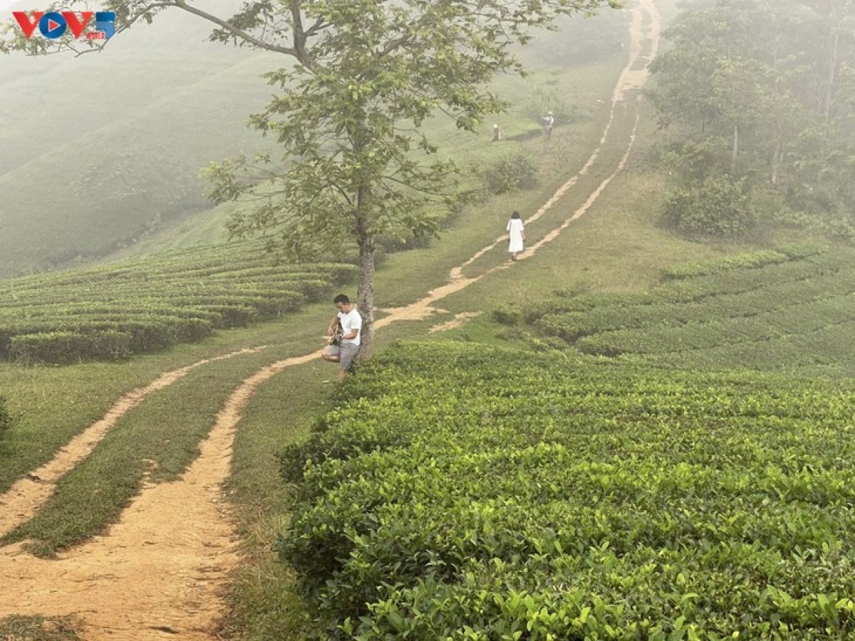 mysterious landscape of long coc tea hill amid seasonal changes picture 4