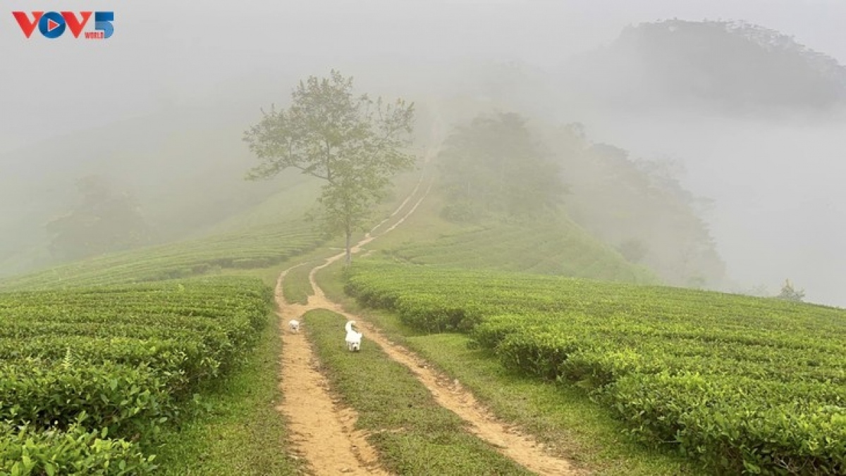 mysterious landscape of long coc tea hill amid seasonal changes picture 5