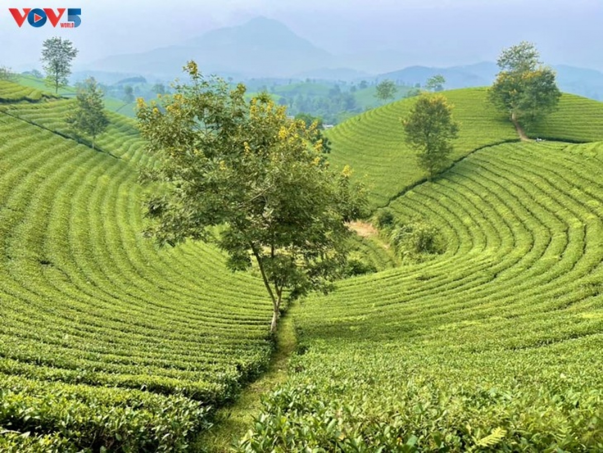 mysterious landscape of long coc tea hill amid seasonal changes picture 7