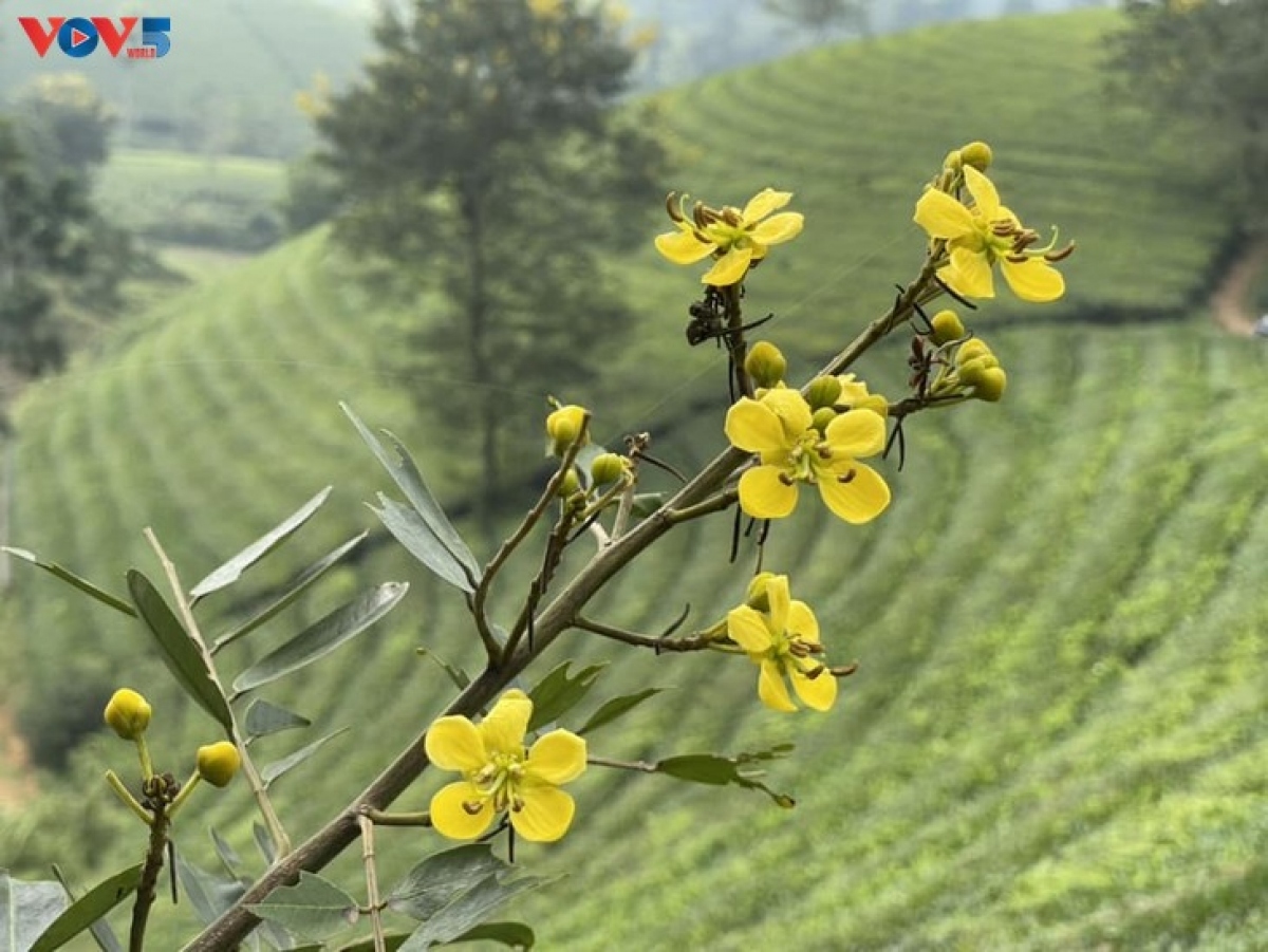 mysterious landscape of long coc tea hill amid seasonal changes picture 8