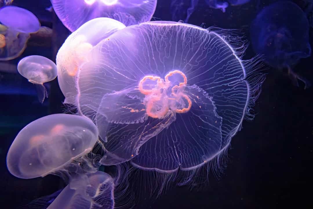 Con sứa sống ở đâu Ăn gì cấu tạo tập tính có não không  WWF CocaCola  River Basin