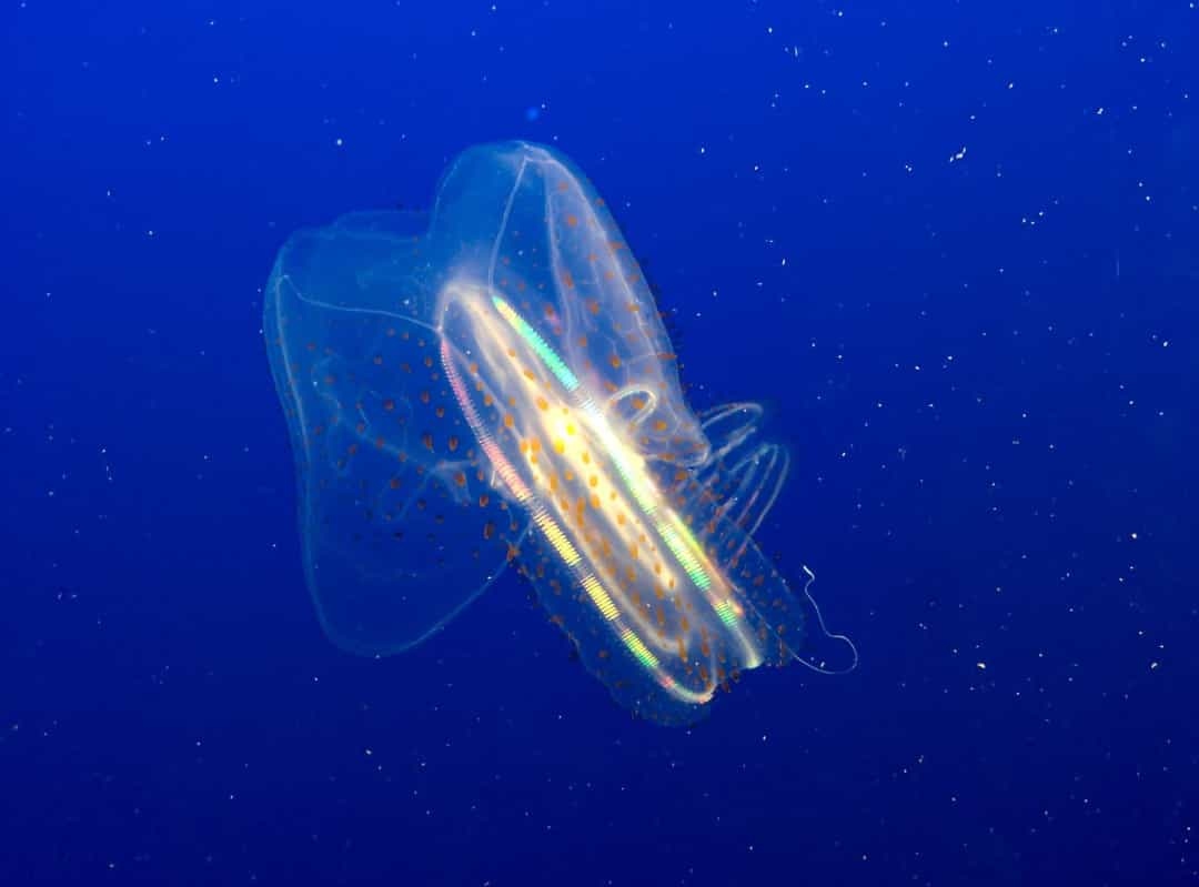 Hình ảnh con sứa biển đẹp ngút ngàn dưới lòng Đại Dương