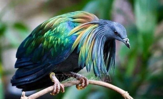 nicobar pigeons spotted in con dao national park picture 1