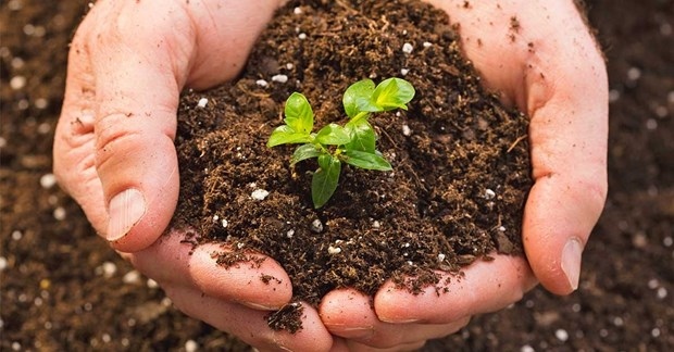 agricultural sector aims to raise organic fertilizer proportion to 25 in 2025 picture 1